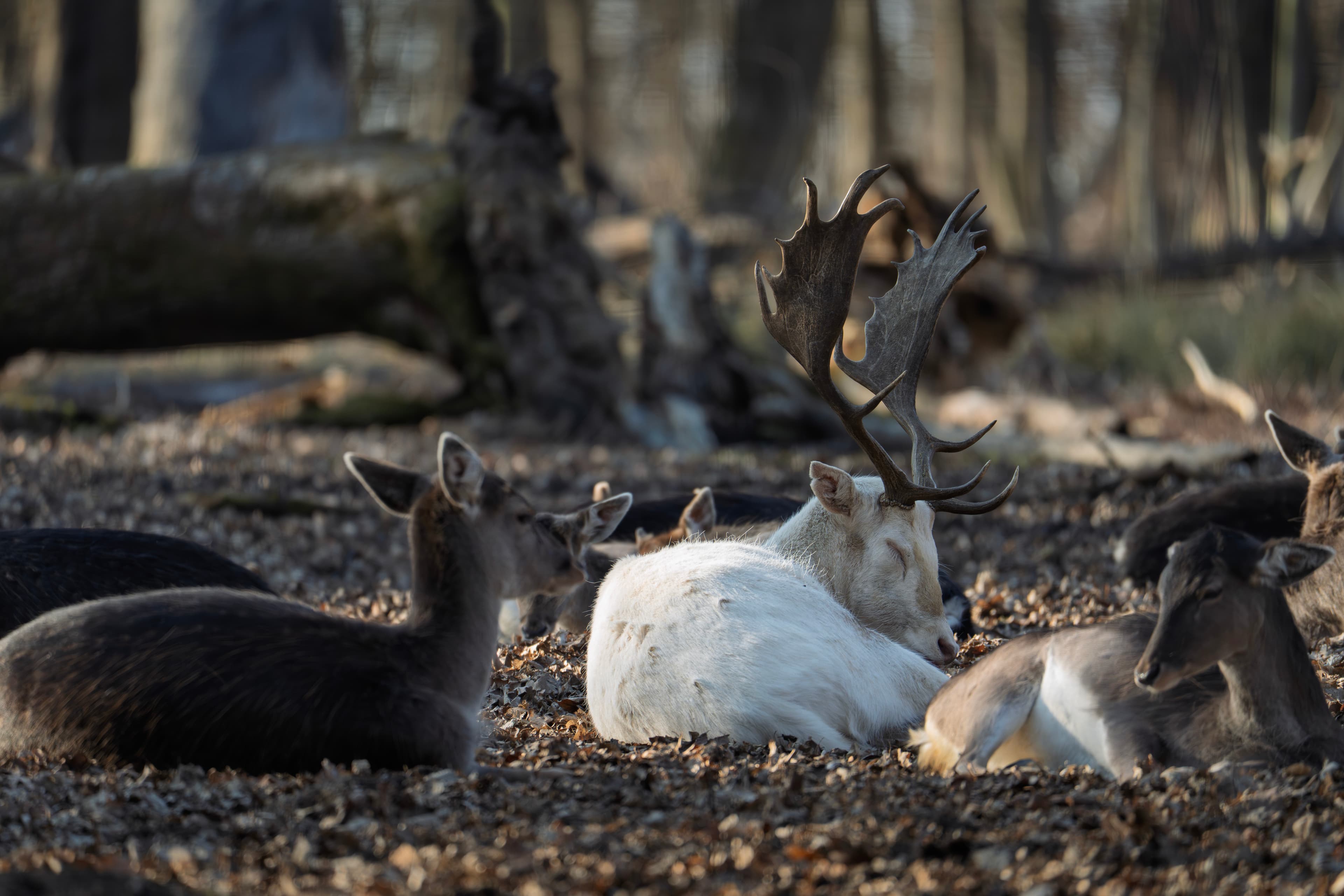 Weißer Hirsch zwischen ruhenden Tieren im Wald